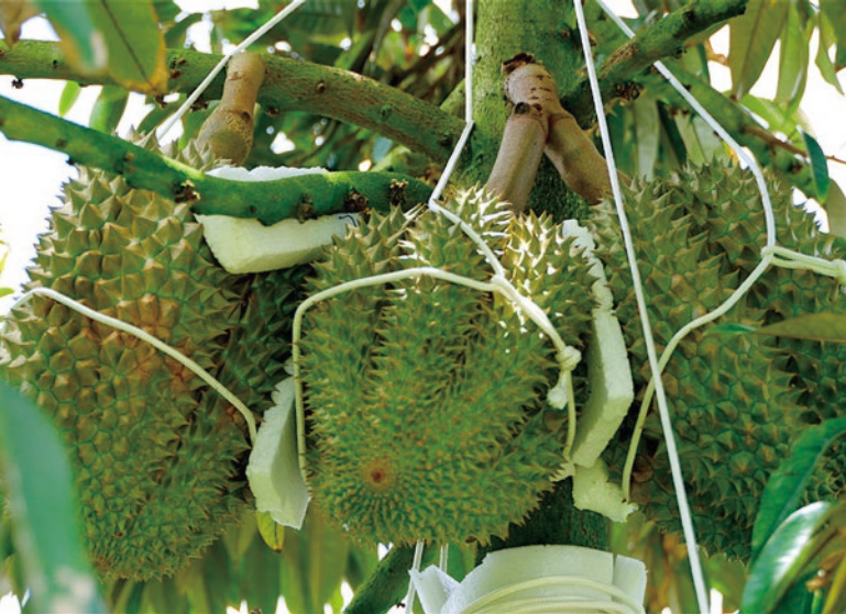 臻品果业榴莲