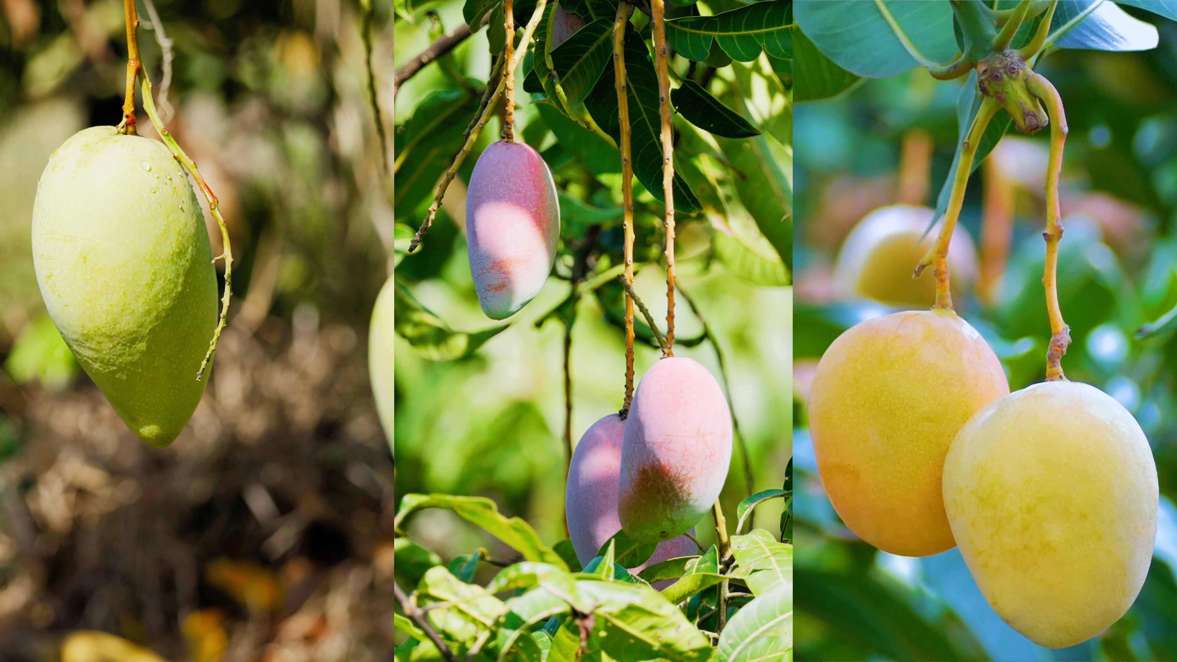 EMC易倍哲林芒果