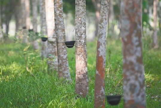 EMC易倍·(中国)体育官方网站-EMC SPORTS